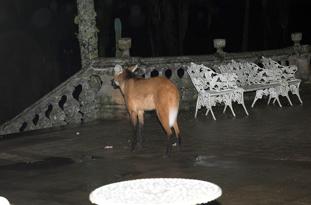 Maned Volf-05.jpg - Maned Wolf (Chrysocyon brachyurus), Serra do Caraca Brazil 2005